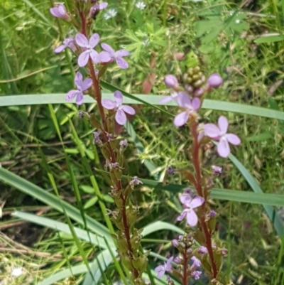 Stylidium sp. (Trigger Plant) at Paddys River, ACT - 20 Dec 2020 by trevorpreston