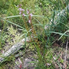 Stylidium sp. at Paddys River, ACT - 20 Dec 2020 01:21 PM