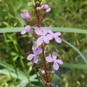 Stylidium sp. at Paddys River, ACT - 20 Dec 2020 01:21 PM