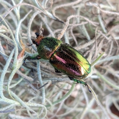 Lamprima aurata (Golden stag beetle) at Hughes, ACT - 20 Dec 2020 by JackyF