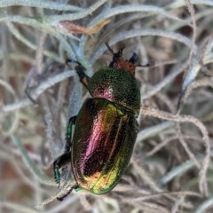 Lamprima aurata at Hughes, ACT - 20 Dec 2020 04:17 PM