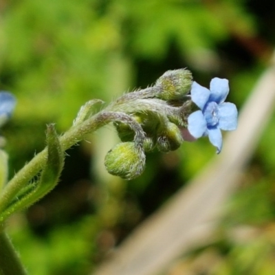 Cynoglossum australe (Australian Forget-me-not) at Paddys River, ACT - 20 Dec 2020 by trevorpreston