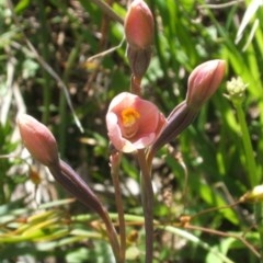 Thelymitra carnea (Tiny Sun Orchid) at Nangus, NSW - 19 Oct 2010 by abread111