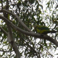 Polytelis swainsonii at Hughes, ACT - suppressed