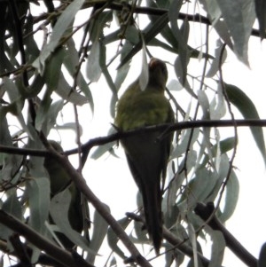 Polytelis swainsonii at Hughes, ACT - suppressed