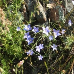 Wahlenbergia sp. (Bluebell) at Nangus, NSW - 19 Oct 2010 by abread111