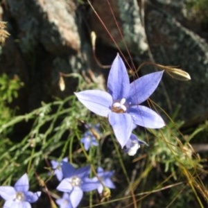 Wahlenbergia sp. at Nangus, NSW - 19 Oct 2010