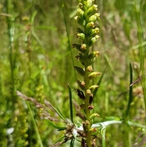 Microtis sp. at Paddys River, ACT - suppressed