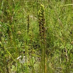 Microtis sp. at Paddys River, ACT - suppressed