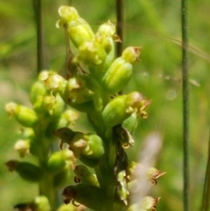 Microtis sp. at Paddys River, ACT - suppressed