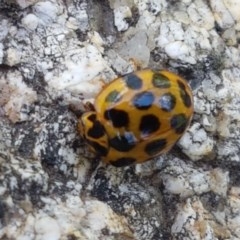 Harmonia conformis (Common Spotted Ladybird) at Paddys River, ACT - 20 Dec 2020 by tpreston