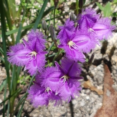 Thysanotus tuberosus subsp. tuberosus (Common Fringe-lily) at Paddys River, ACT - 20 Dec 2020 by trevorpreston