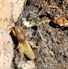 Gryllotalpa sp. (genus) (Mole Cricket) at Paddys River, ACT - 20 Dec 2020 by tpreston