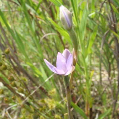 Thelymitra sp. (A Sun Orchid) at Nangus, NSW - 21 Oct 2010 by abread111