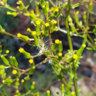 Senecio hispidulus (Hill Fireweed) at Paddys River, ACT - 20 Dec 2020 by trevorpreston