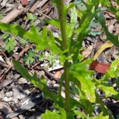 Senecio hispidulus at Paddys River, ACT - 20 Dec 2020