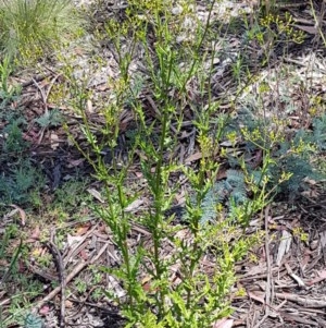 Senecio hispidulus at Paddys River, ACT - 20 Dec 2020