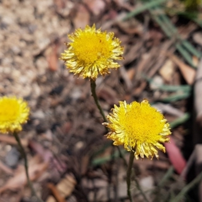 Coronidium scorpioides (Button Everlasting) at Paddys River, ACT - 20 Dec 2020 by trevorpreston