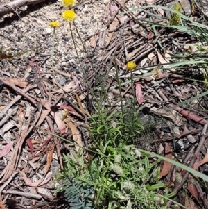 Coronidium scorpioides at Paddys River, ACT - 20 Dec 2020