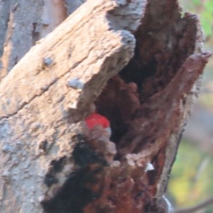 Callocephalon fimbriatum at Garran, ACT - suppressed