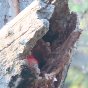 Callocephalon fimbriatum at Garran, ACT - suppressed