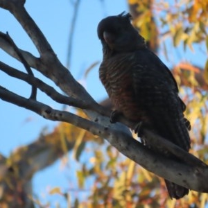 Callocephalon fimbriatum at Garran, ACT - suppressed