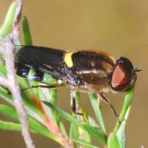 Odontomyia hunteri at Downer, ACT - 17 Dec 2020