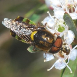 Odontomyia hunteri at Downer, ACT - 17 Dec 2020