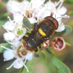 Odontomyia hunteri at Downer, ACT - 17 Dec 2020