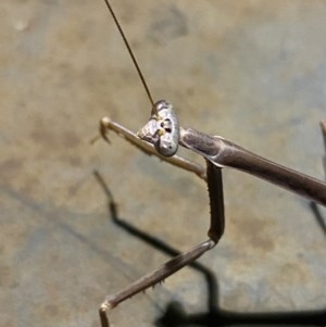 Archimantis latistyla at Majura, ACT - 21 Dec 2020 04:10 AM