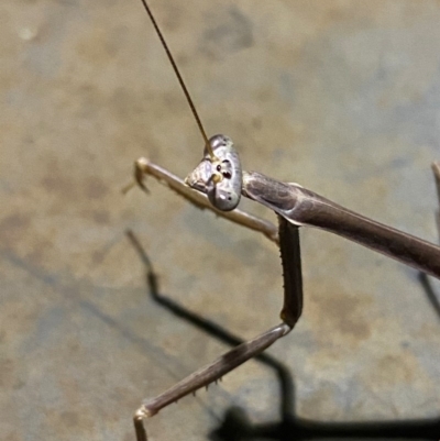 Archimantis latistyla (Stick Mantis, Large Brown Mantis) at Majura, ACT - 20 Dec 2020 by Ghostbat