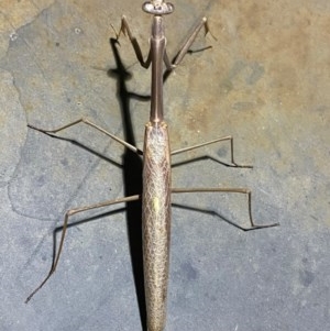 Archimantis latistyla at Majura, ACT - 21 Dec 2020 04:10 AM