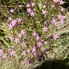 Centaurium erythraea (Common Centaury) at Bass Gardens Park, Griffith - 20 Dec 2020 by SRoss