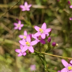 Centaurium erythraea at Griffith, ACT - 20 Dec 2020 12:03 PM