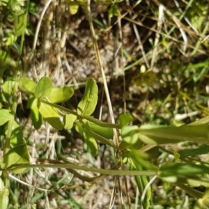 Centaurium erythraea at Griffith, ACT - 20 Dec 2020 12:03 PM