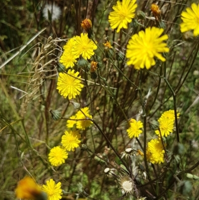 Sonchus oleraceus (Annual Sowthistle) at Griffith, ACT - 20 Dec 2020 by SRoss