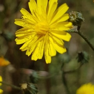 Sonchus oleraceus at Griffith, ACT - 20 Dec 2020 12:10 PM