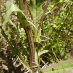 Sonchus oleraceus at Griffith, ACT - 20 Dec 2020