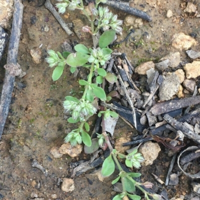 Polycarpon tetraphyllum (Four-leaf Allseed) at Majura, ACT - 25 Nov 2020 by JaneR