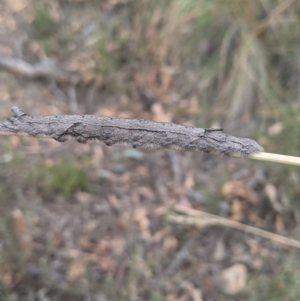 Lasiocampidae (family) immature at Acton, ACT - 14 Jan 2021