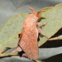 Lasiocampidae (family) immature at Acton, ACT - 14 Jan 2021