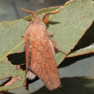 Lasiocampidae (family) immature at Acton, ACT - 14 Jan 2021