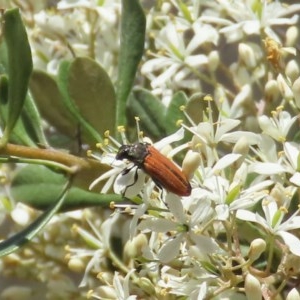 Castiarina erythroptera at Theodore, ACT - 20 Dec 2020