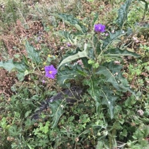 Solanum cinereum at Ainslie, ACT - 21 Dec 2020