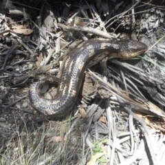 Tiliqua nigrolutea (Blotched Blue-tongue) at Mount Clear, ACT - 18 Dec 2020 by JBrickhill