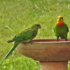 Polytelis swainsonii (Superb Parrot) at Wanniassa, ACT - 20 Dec 2020 by JohnBundock