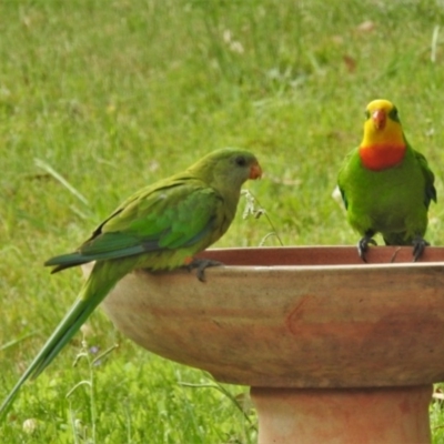 Polytelis swainsonii (Superb Parrot) at Wanniassa, ACT - 20 Dec 2020 by JohnBundock