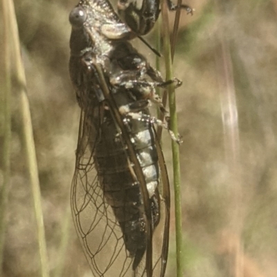 Myopsalta bassiana (Bassian Buzzer) at Lake George, NSW - 20 Dec 2020 by MPennay