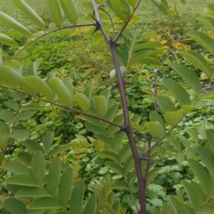 Robinia pseudoacacia at Acton, ACT - 15 Mar 2020