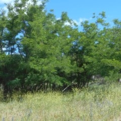 Robinia pseudoacacia (Black Locust) at Rendezvous Creek, ACT - 12 Dec 2020 by JBrickhill